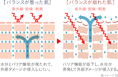 肌の水分量と皮脂量の変化
